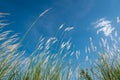 Lemma touch the wind Royalty Free Stock Photo