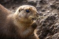 Lemming Royalty Free Stock Photo