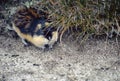 A lemming in Norway