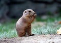 Lemming portrait