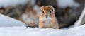 Lemmings are small rodents found in Arctic regions of North America and Eurasia. Concept Arctic Royalty Free Stock Photo