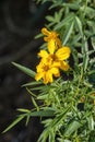 Lemmon\'s or mountain marigold bush (tagetes lemmonii) with yellow flowers