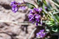 Lemmon`s Rockcress Boechera lemmonii wildflowers blooming on the slopes of Lassen Volcanic National Park, Northern California Royalty Free Stock Photo