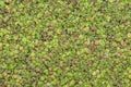 Lemna duckweed on water surface Royalty Free Stock Photo