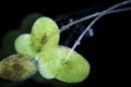 Lemna is a genus of free-floating aquatic plants from the duckweed family