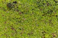 Lemna minor, the common duckweed or lesser duckweed