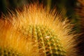 Lemon Ball cactus with shining yellow thorns. Notocactus. Close up Royalty Free Stock Photo