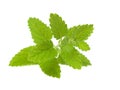 Lemon balm Royalty Free Stock Photo