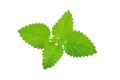 Lemon balm Royalty Free Stock Photo