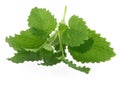 Lemon balm Royalty Free Stock Photo