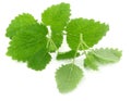 Lemon balm Royalty Free Stock Photo