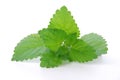 Lemon balm Royalty Free Stock Photo