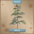 Lemon balm aka Melissa officinalis color sketch on vintage background.