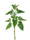 Lemon balm branch isolated on white background. Melissa plant. Fresh green leaf mint. Clipping path. Royalty Free Stock Photo