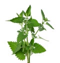 Lemon balm branch isolated on white background. Melissa plant. Fresh green leaf mint. Clipping path. Royalty Free Stock Photo