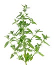 Lemon balm bush isolated on white background. Melissa plant. Fresh green leaf mint. Clipping path. Royalty Free Stock Photo