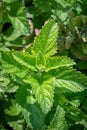 Lemon balm is a bushy perennial herb with deliciously lemon-scented leaves and creamy-white or pale purple flowers in summer Royalty Free Stock Photo