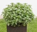 Lemon balm in the flowerpot