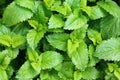 Lemon balm in the garden Royalty Free Stock Photo