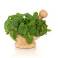 Lemon Balm Herb Royalty Free Stock Photo