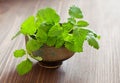 lemon balm herb Royalty Free Stock Photo