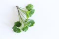 Lemon balm herb leafs isolated on white background. The leaves have a mild lemon scent. The tea balm, the essential oil Royalty Free Stock Photo