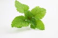 Lemon balm herb Melissa officinalis in white background Royalty Free Stock Photo