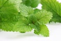 Lemon balm herb Melissa officinalis in white background Royalty Free Stock Photo