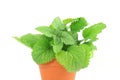 Lemon balm herb Melissa officinalis in white background