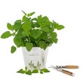 Lemon Balm Herb with Secateurs Royalty Free Stock Photo