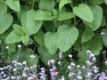 Lemon Balm in The Herbal Garden