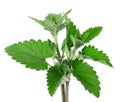 Lemon balm isolated on white background. Clipping path. Melissa plant. Fresh green leaf mint. Royalty Free Stock Photo