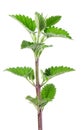 Lemon balm isolated on white background. Clipping path. Melissa plant. Fresh green leaf mint. Royalty Free Stock Photo