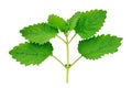 Lemon balm leaves Royalty Free Stock Photo