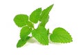 Lemon balm leaves against a white background Royalty Free Stock Photo