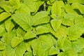 Lemon balm leaves close up Royalty Free Stock Photo