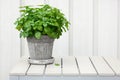 Lemon balm melissa herb in flowerpot on balcony, urban container garden concept