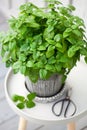 Lemon balm melissa herb in flowerpot on balcony, urban container garden concept