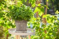 Lemon balm melissa herb in flowerpot in garden