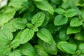 Lemon balm melissa herb leaves closeup Royalty Free Stock Photo