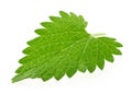 Lemon balm melissa leaf isolated on white Royalty Free Stock Photo