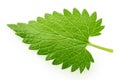 Lemon balm melissa leaf isolated on white Royalty Free Stock Photo