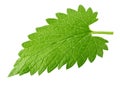 Lemon balm melissa leaf isolated on white Royalty Free Stock Photo