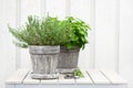 Lemon balm melissa and thyme herb in flowerpot on balcony, urban container garden concept