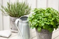 Lemon balm melissa and thyme herb in flowerpot on balcony, urban container garden concept
