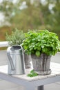 Lemon balm melissa and thyme herb in flowerpot on balcony, urban container garden concept Royalty Free Stock Photo