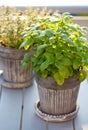 Lemon balm melissa and thyme herb in flowerpot on balcony, urban container garden concept Royalty Free Stock Photo