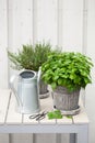 Lemon balm melissa and thyme herb in flowerpot on balcony, urban container garden concept Royalty Free Stock Photo