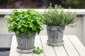 Lemon balm melissa and thyme herb in flowerpot on balcony, urban container garden concept Royalty Free Stock Photo