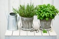 lemon balm (melissa) and thyme herb in flowerpot on balcony, urban container garden concept Royalty Free Stock Photo